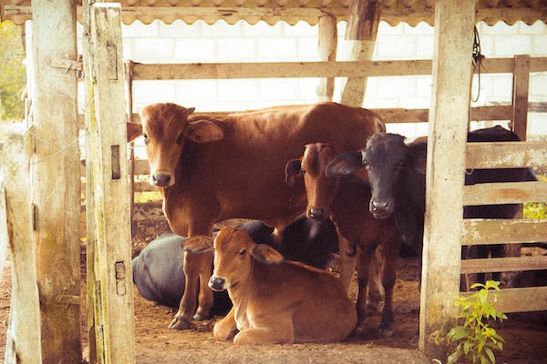 Cows