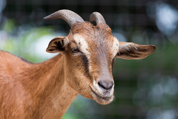 Goats